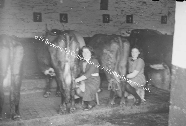 PRESENTATION CONVENT  MILKING IN THE BYRE